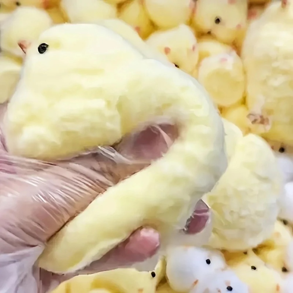 1Pc Yellow Chick Squishy Squee – обзор и цена Kids Toys Yellow
