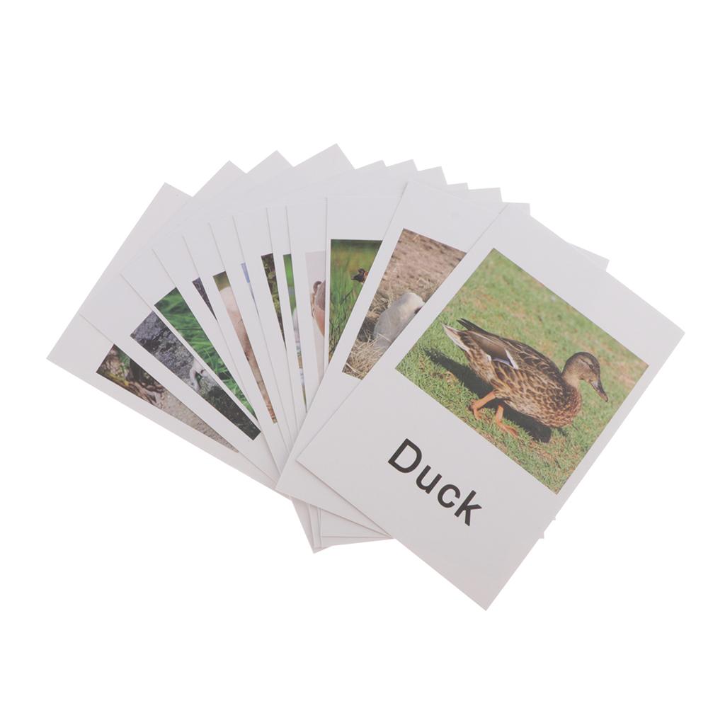 Animal Model Card Set Montesso – обзор и цена Kids Toys In Store